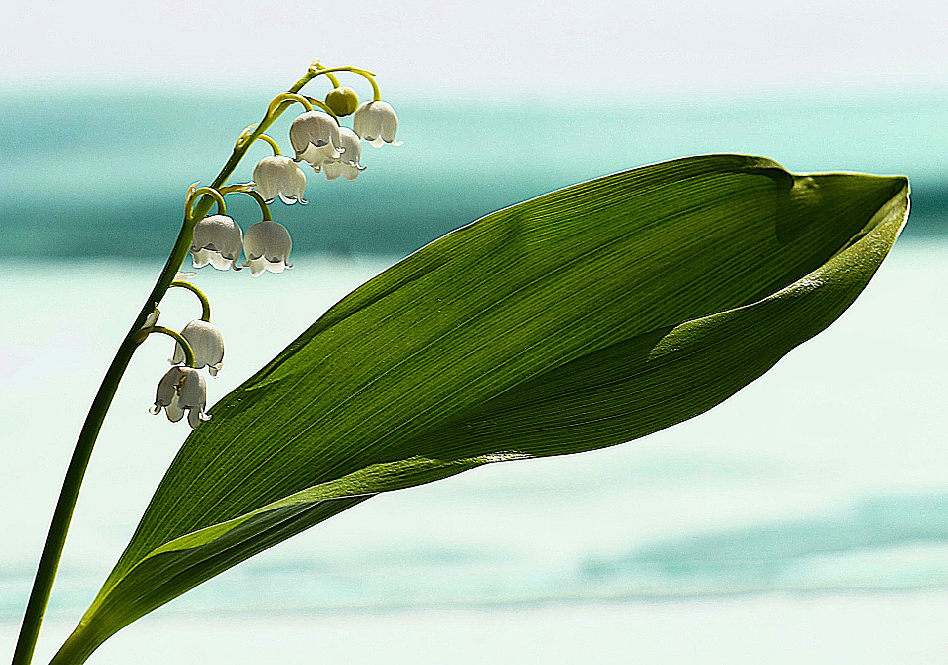 Un brin de muguet